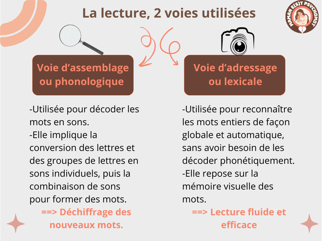 Les différents voies de la lecture